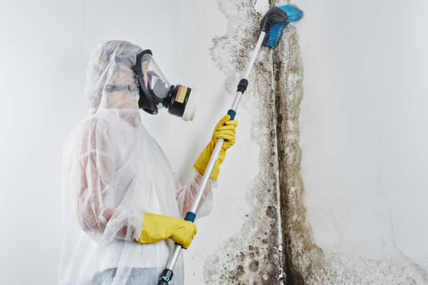 Best DIY Mold Remediation Support Services in Sheffield, OH