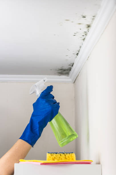 Best White Mold Remediation in Sheffield, OH