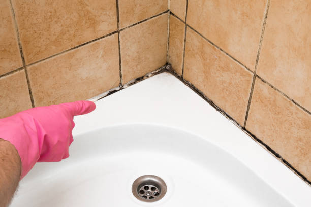 Best Black Mold Remediation in Sheffield, OH